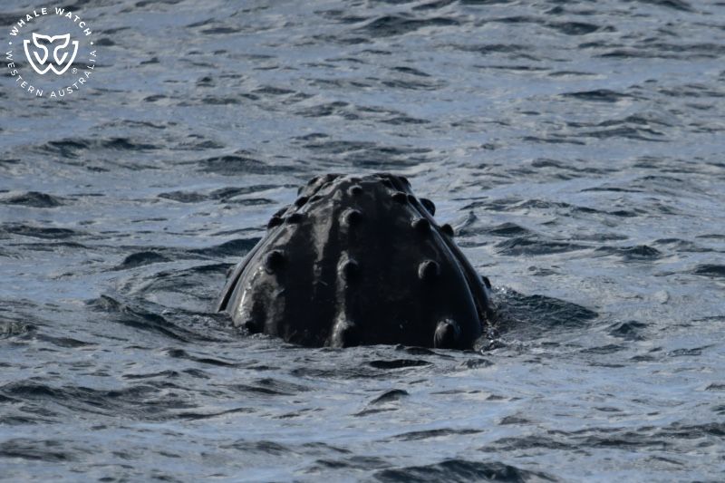 Whale Watch Western Australia
