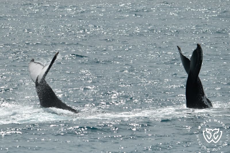 Whale Watch Western Australia