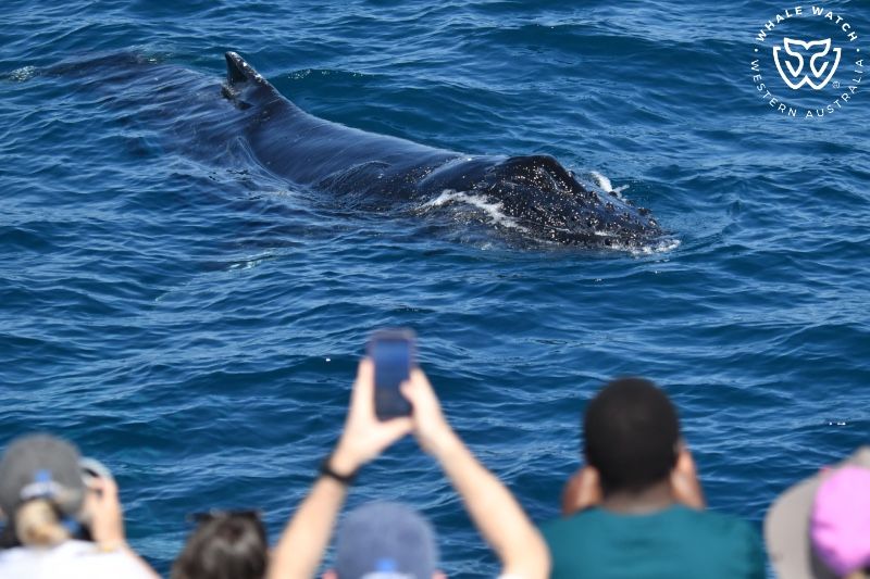 Whale Watch Western Australia