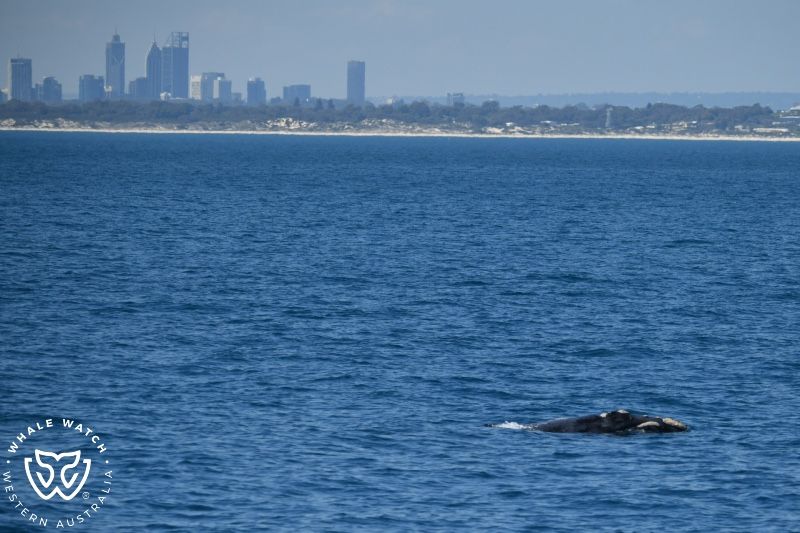 Whale Watch Western Australia