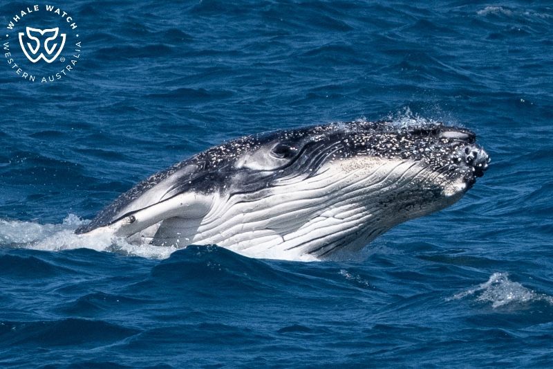 Whale Watch Western Australia
