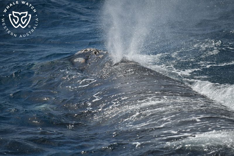 Whale Watch Western Australia
