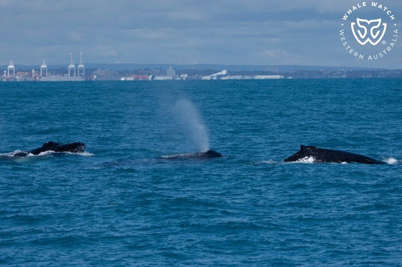 Whale Watch Western Australia