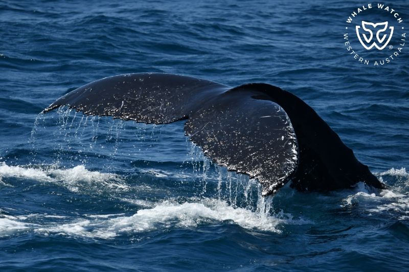 Whale Watch Western Australia