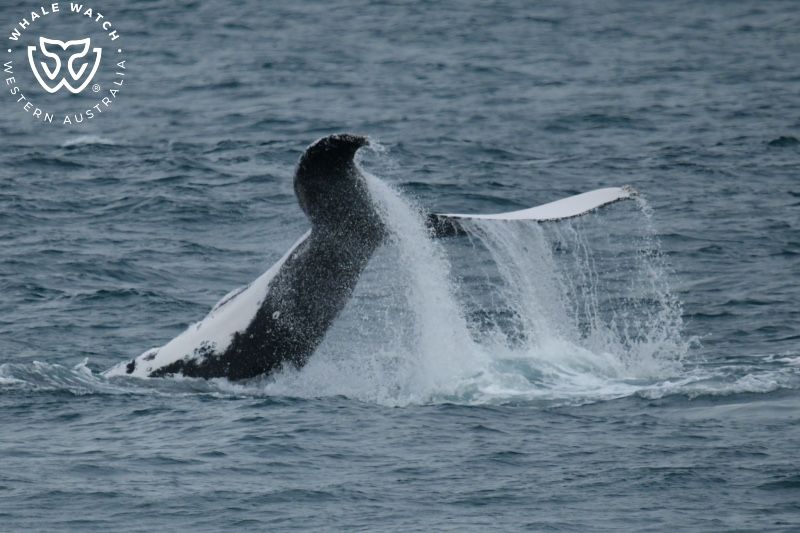 Whale Watch Western Australia