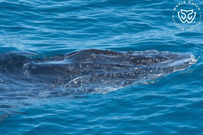 Whale Watch Western Australia