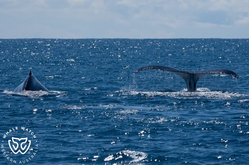 Whale Watch Western Australia