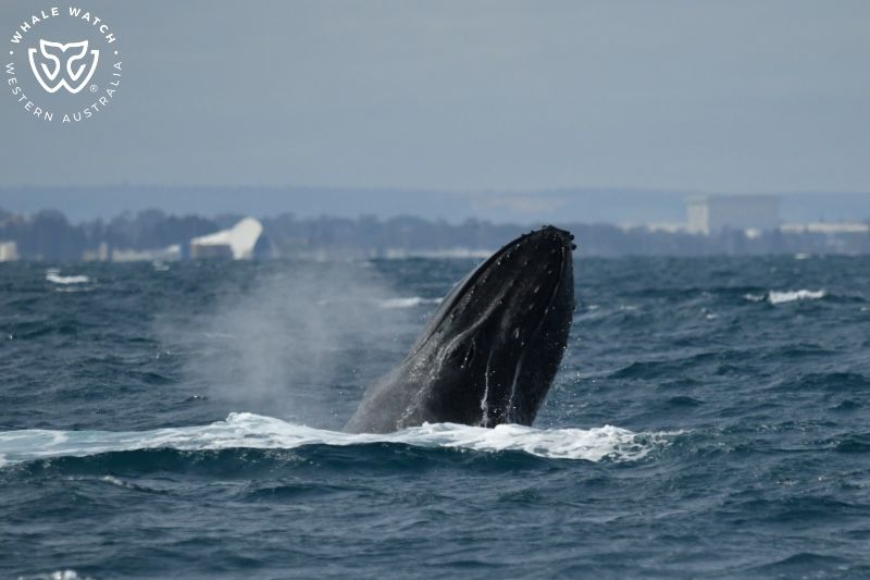 Whale Watch Western Australia