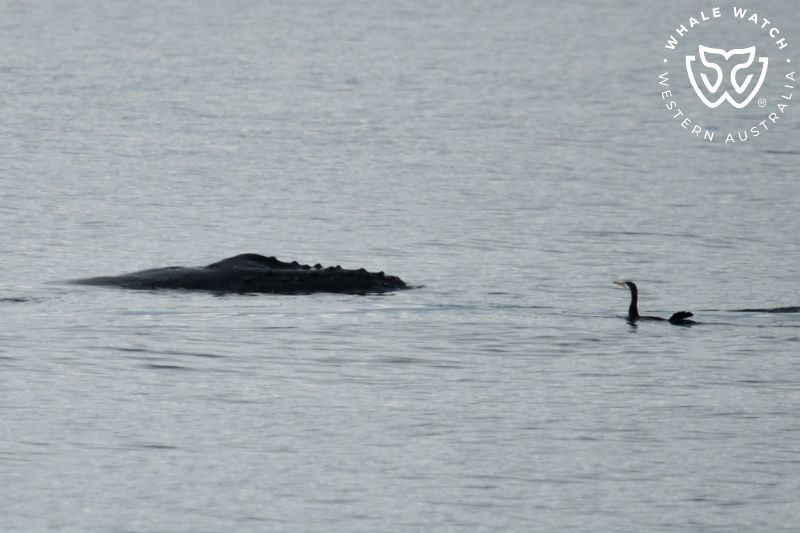 Whale Watch Western Australia