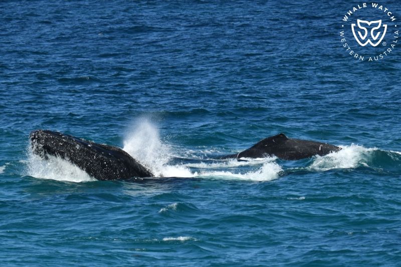 Whale Watch Western Australia