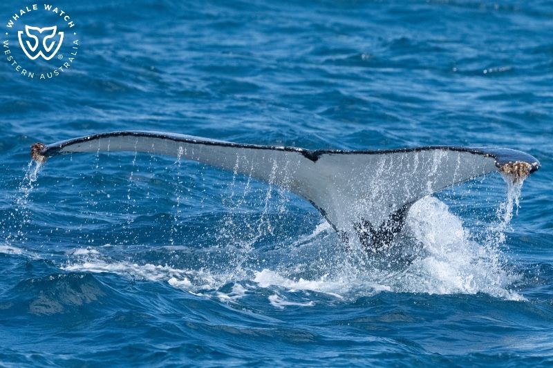 Whale Watch Western Australia