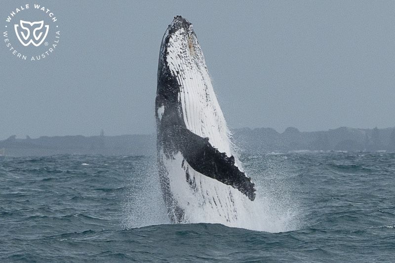Whale Watch Western Australia