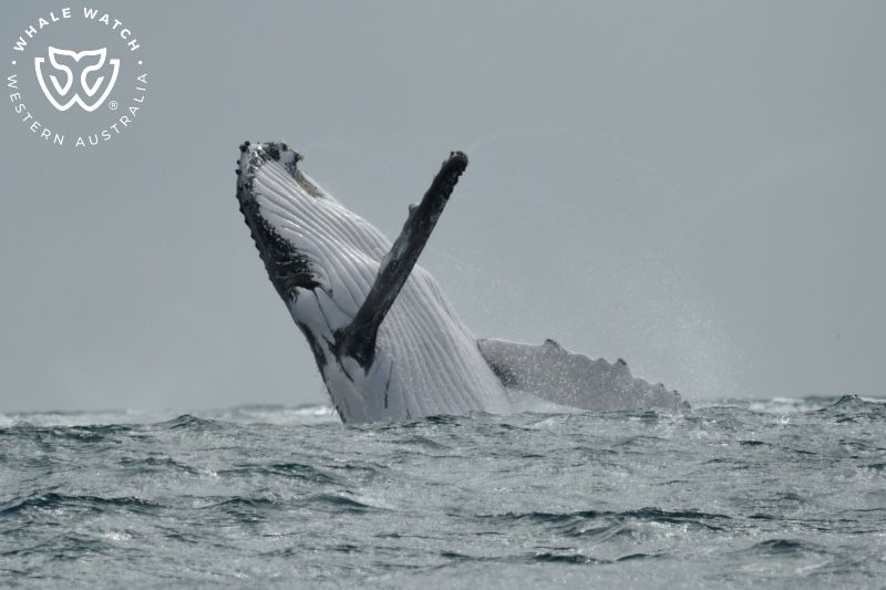 Whale Watch Western Australia