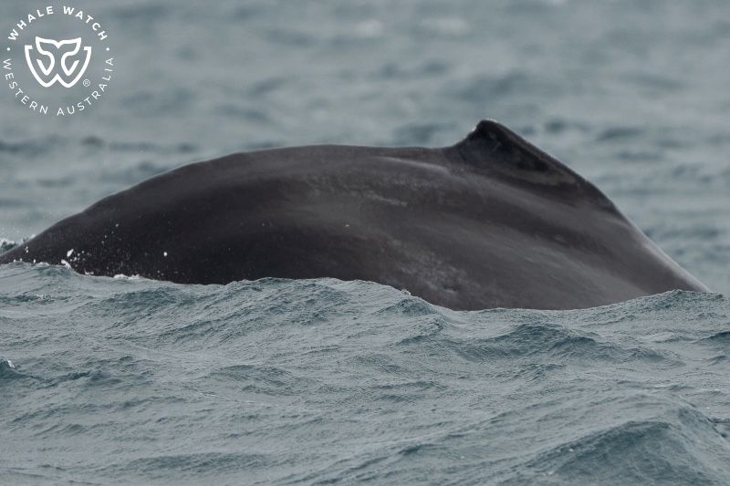 Whale Watch Western Australia