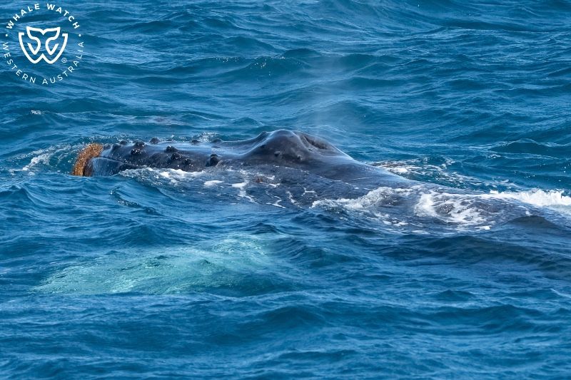 Whale Watch Western Australia