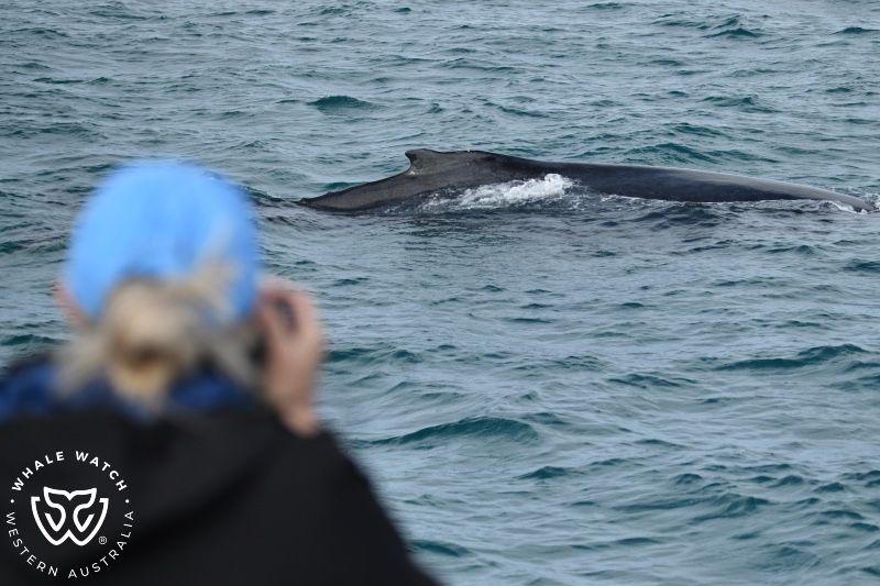 Whale Watch Western Australia