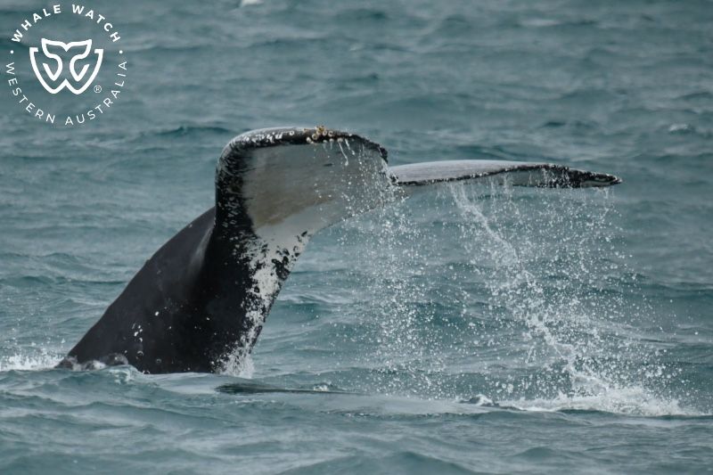 Whale Watch Western Australia