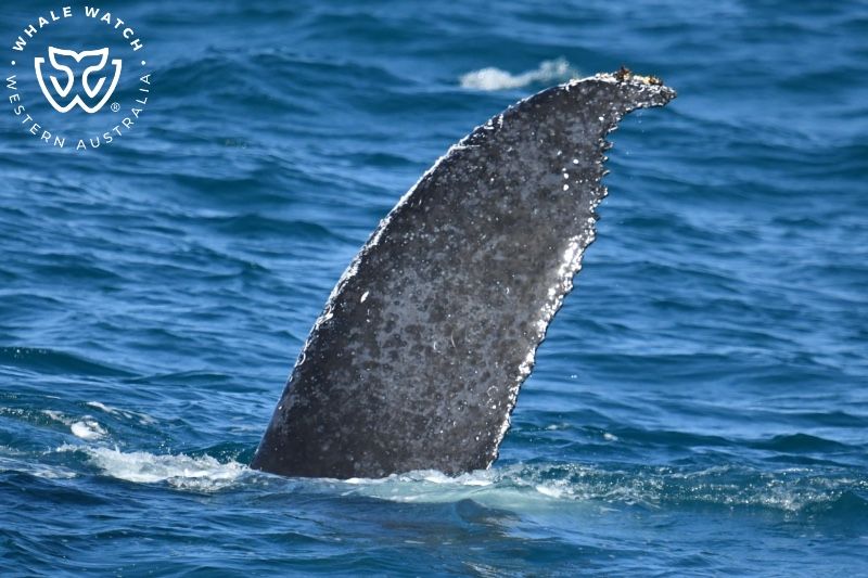 Whale Watch Western Australia