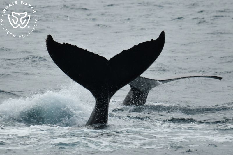 Whale Watch Western Australia