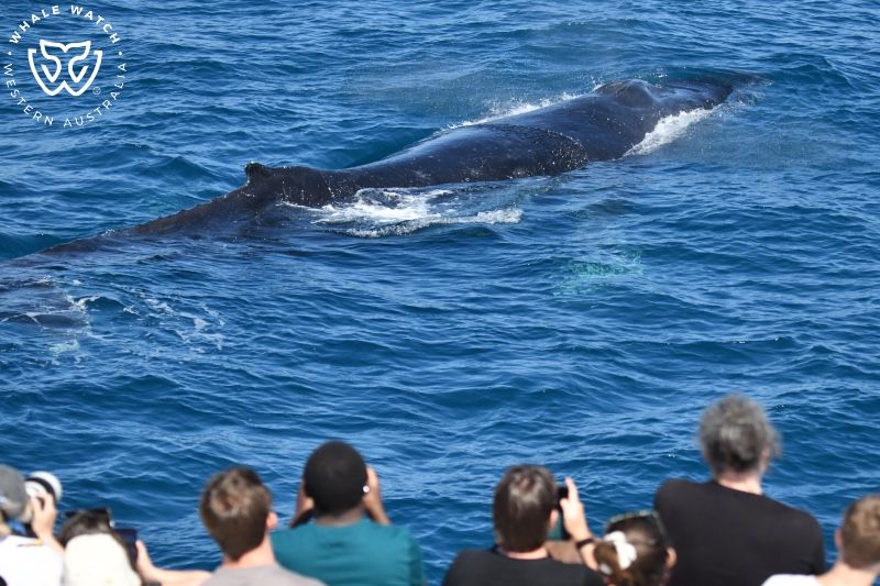 Whale Watch Western Australia