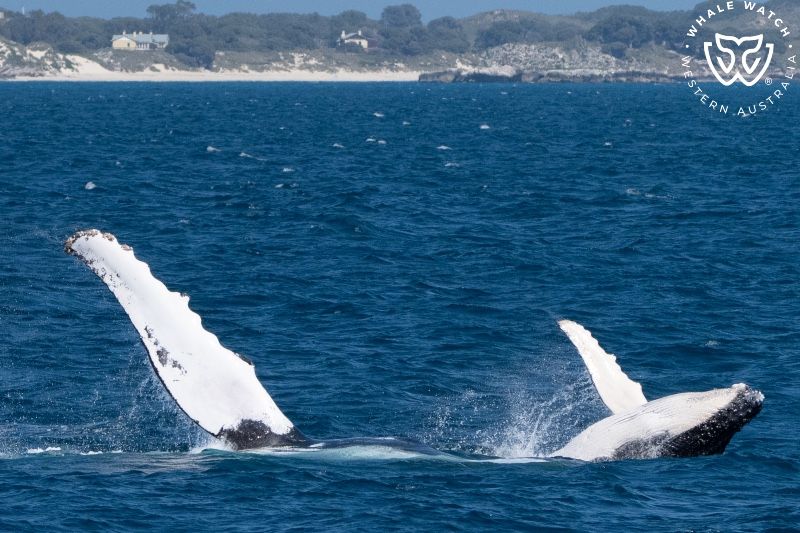 Whale Watch Western Australia