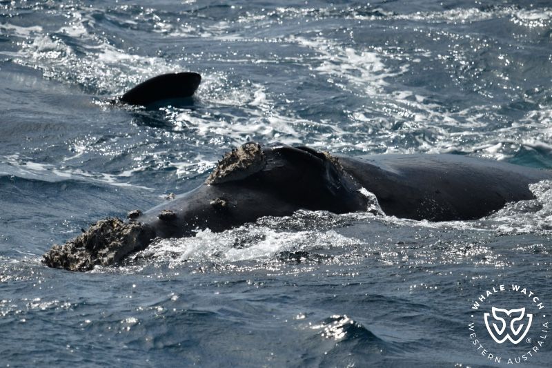 Whale Watch Western Australia