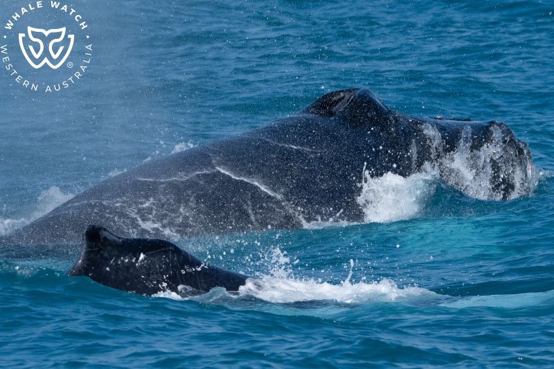 Whale Watch Western Australia