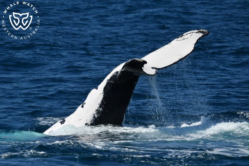 Whale Watch Western Australia