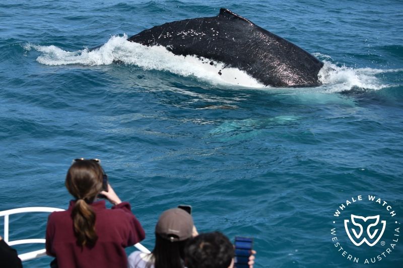 Whale Watch Western Australia