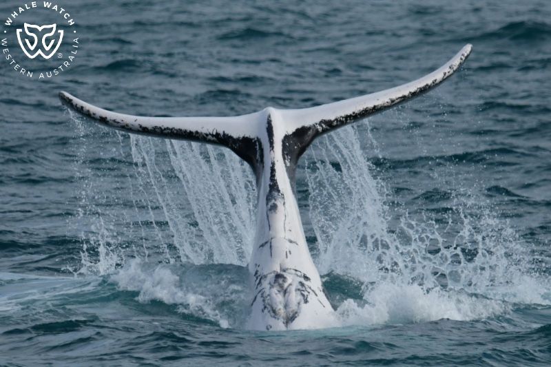 Whale Watch Western Australia