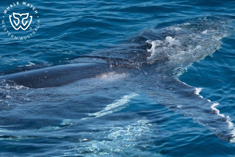 Whale Watch Western Australia