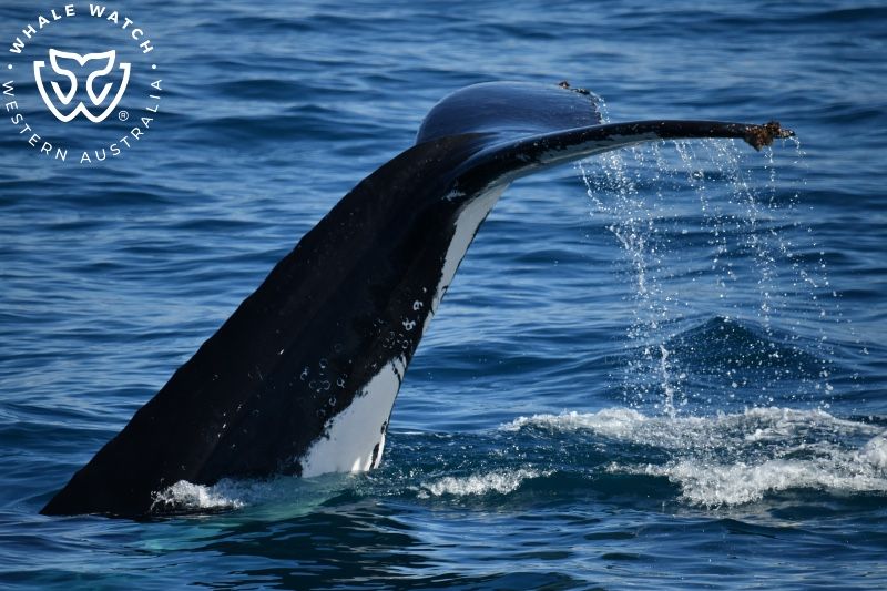 Whale Watch Western Australia