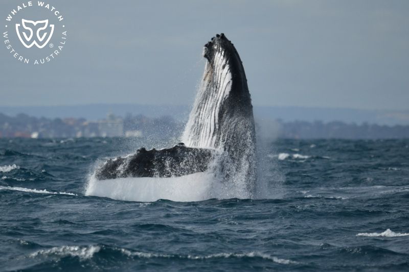 Whale Watch Western Australia