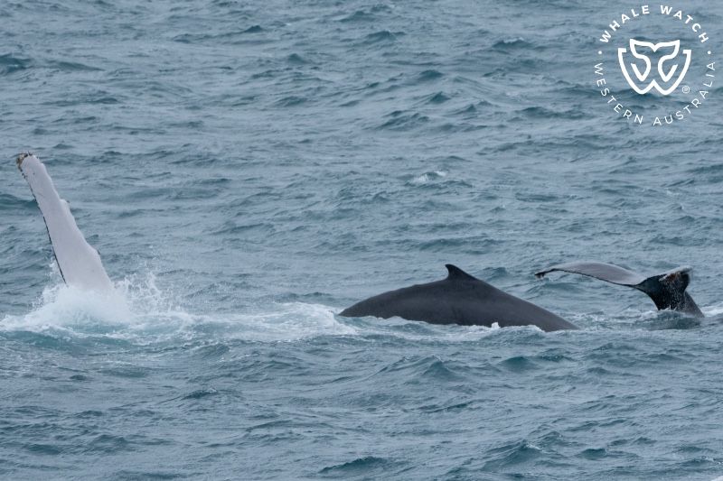 Whale Watch Western Australia