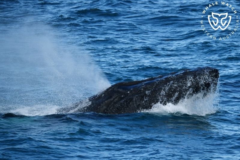 Whale Watch Western Australia