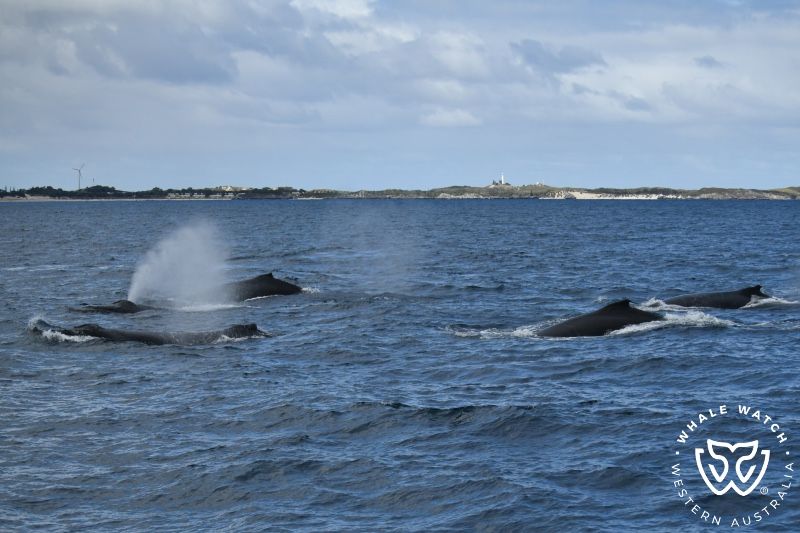 Whale Watch Western Australia