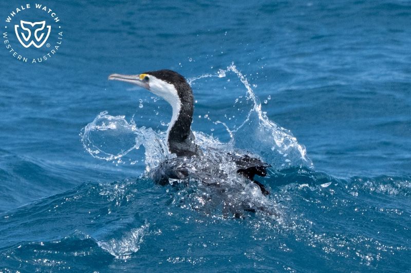 Whale Watch Western Australia