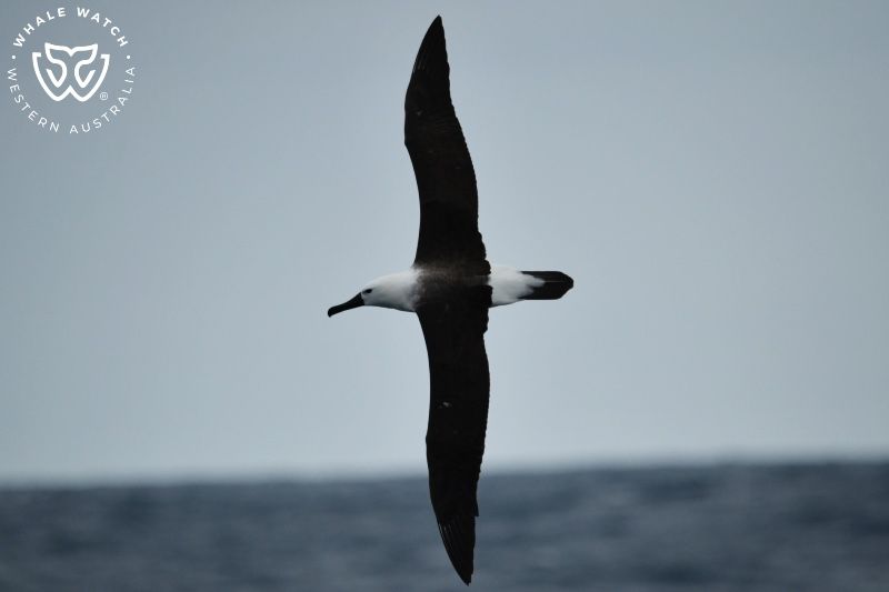 Whale Watch Western Australia