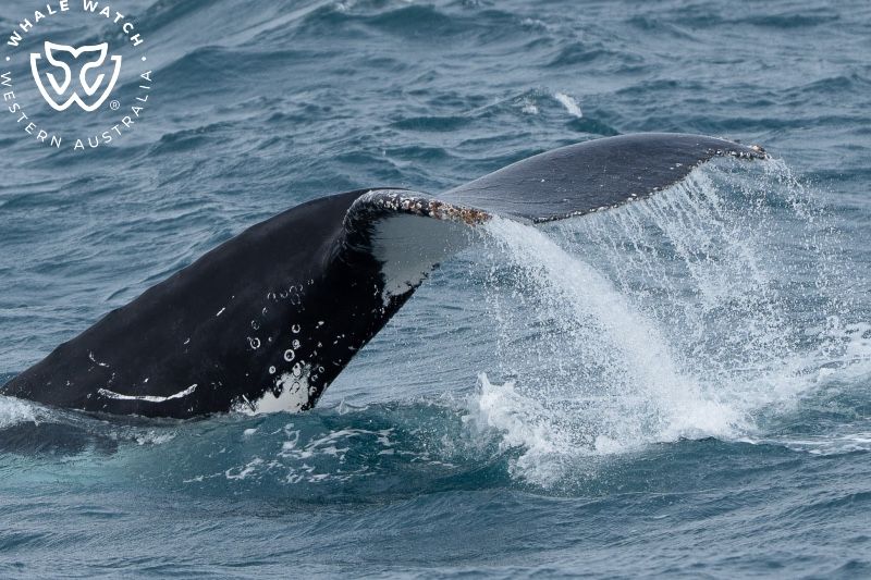 Whale Watch Western Australia