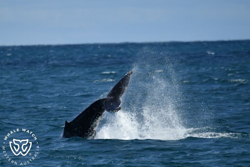 Whale Watch Western Australia