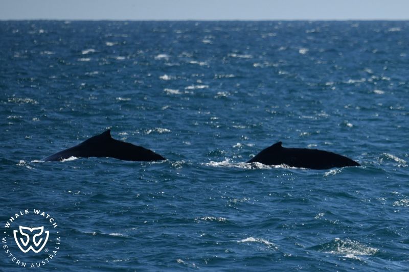 Whale Watch Western Australia