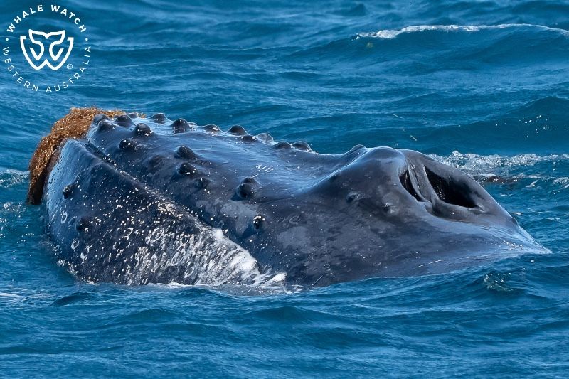 Whale Watch Western Australia