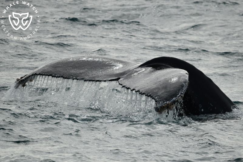 Whale Watch Western Australia