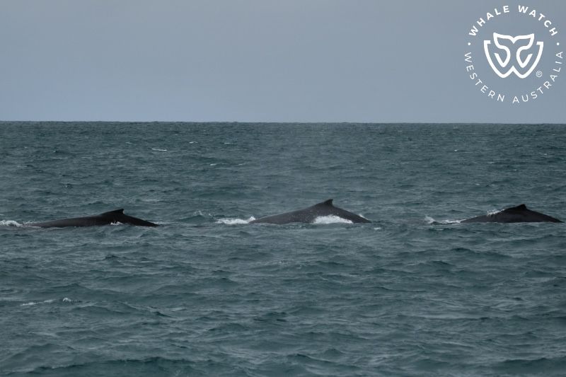 Whale Watch Western Australia