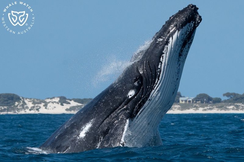 Whale Watch Western Australia