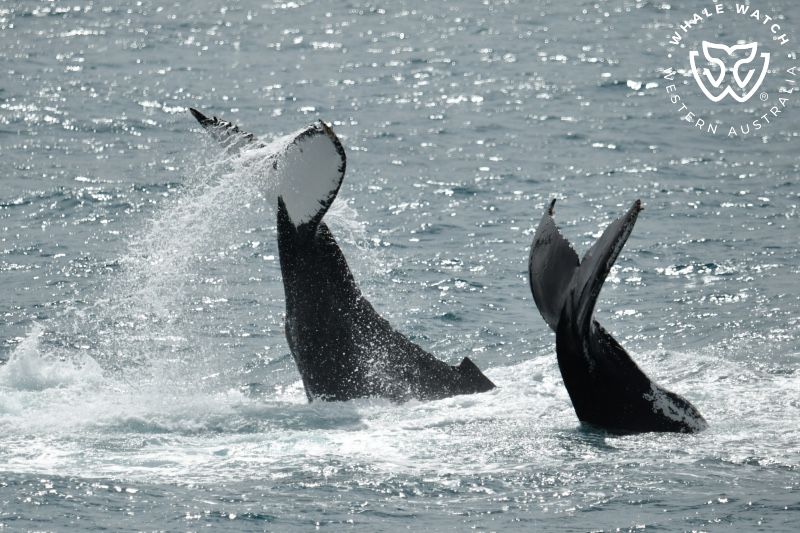 Whale Watch Western Australia