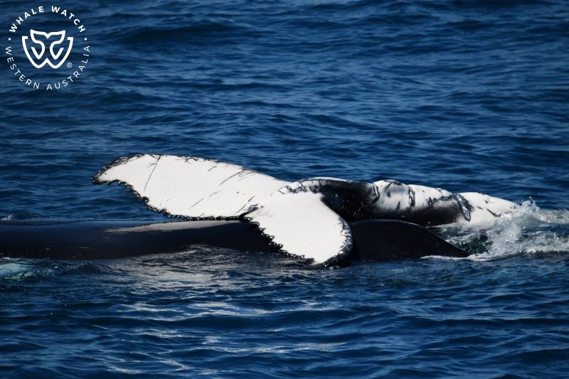 Whale Watch Western Australia
