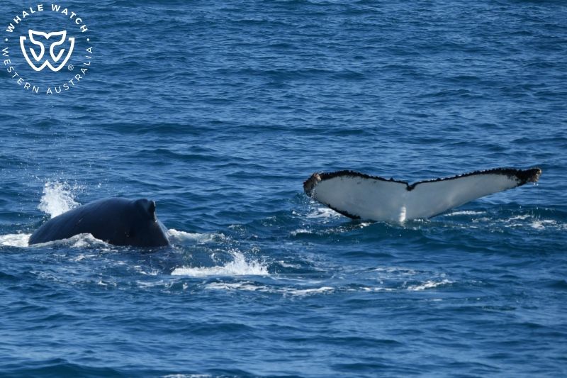 Whale Watch Western Australia