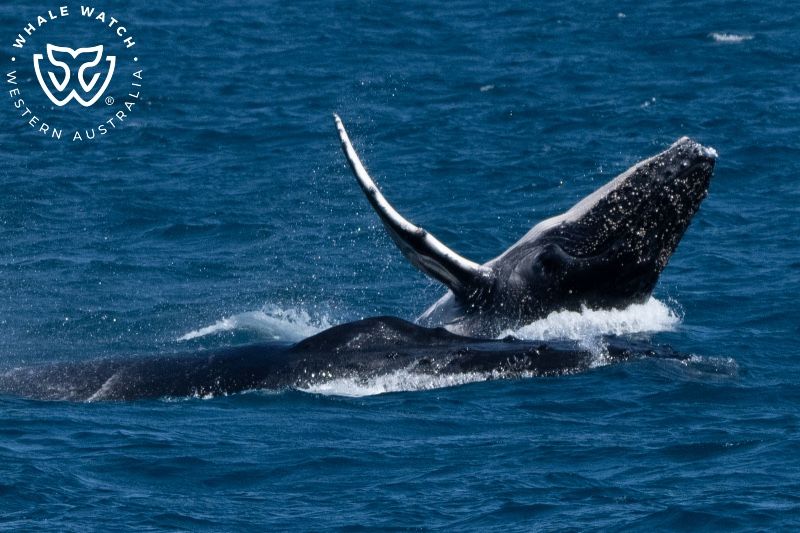 Whale Watch Western Australia