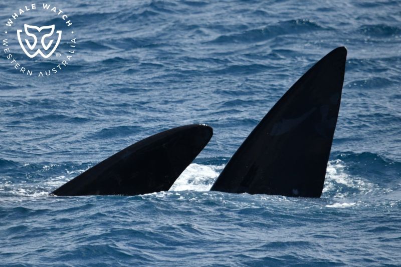Whale Watch Western Australia